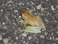 Burmese Bushfrog  - Chumphon