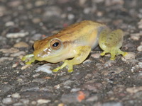 Burmese Bushfrog  - Chumphon