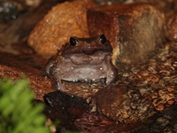 Burmese Horned Frog  - Khao Sok NP