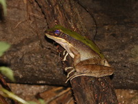 Burmese Rock Frog  - Khao Laem NP