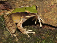 Burmese Rock Frog  - Nam Tok Huay Yang NP