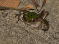 Burmese Rock Frog  - Pang Mapha