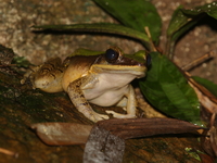 Burmese Rock Frog  - Kaeng Krachan NP