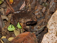 Chiang Rai Dwarf Frog  - Doi Tung
