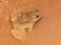 Common Puddle Frog  - Khao Pra Bang Khram WS