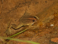 Common Puddle Frog  - Kaeng Tana NP
