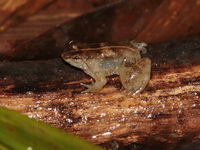 Common Puddle Frog  - Bala