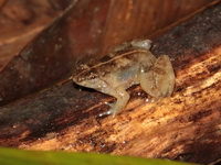 Common Puddle Frog  - Bala