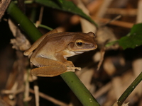 Concave-crowned Treefrog  - Doi Tung