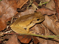 Concave-crowned Treefrog  - Doi Tung