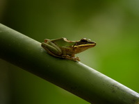 Copper-cheeked Frog  - Khao Sok NP