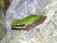 Copper-cheeked Frog  - Phuket