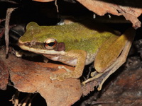 Copper-cheeked Frog  - Khao Banthad WS
