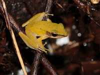 Copper-cheeked Frog  - Thale Ban NP