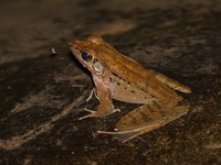 Dark-eared Frog  - Tham Sakoen NP