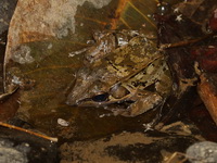 Dark-eared Frog  - Pang Mapha