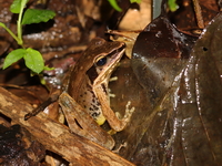 Dark-eared Frog  - Doi Tung