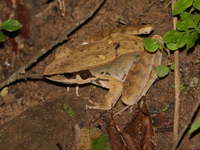 Dark-eared Frog  - Phu Khiao WS