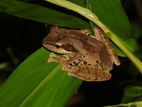 Dark-eared Treefrog  - Bala