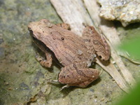 Dark-sided Chorus Frog  - Phuket