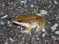 Dark-sided Frog  - Kui Buri NP
