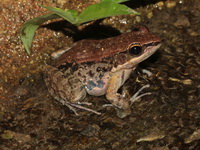 Dark-sided Frog  - Mae Wong NP