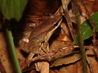 Doi Inthanon Rock Frog - juvenile  - Doi Inthanon NP