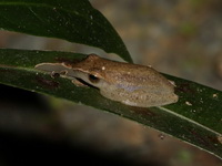 Doria's Bushfrog  - Phu Pha Man NP