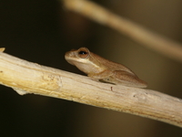 Doria's Bushfrog  - Phu Khiao WS