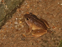 Doria's Frog - male  - Lam Nam Kraburi NP