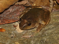 Doria's Frog - male  - Kui Buri NP