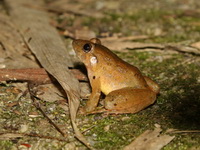 Doria's Frog  - Lam Nam Kraburi NP