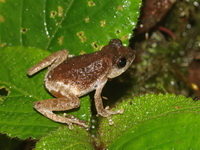 Dwarf Bushfrog  - Khao Ramrom