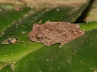 Dwarf Bushfrog  - Khao Laem NP