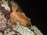 Dwarf Bushfrog  - Phu Kradueng NP