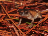 Dwarf Bushfrog  - Phu Kradueng NP