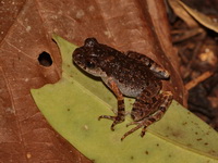 Dwarf Litter Frog  - Doi Inthanon NP