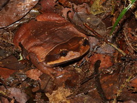 Fea's Horned Frog  - Doi Inthanon NP