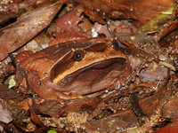 Fea's Horned Frog  - Doi Inthanon NP