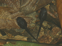 Fea's Treefrog - tadpole  - Doi Lang