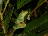 Fea's Treefrog  - Doi Inthanon NP