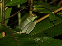 Fea's Treefrog  - Doi Inthanon NP