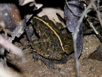 Field Frog  - Phuket