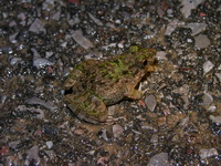 Field Frog  - Kui Buri NP