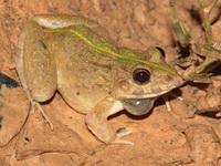 Field Frog  - Khao Pra Bang Khram WS