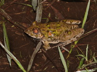 Field Frog  - Phu Kradueng NP