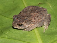 Flat-headed Toad  - Mu Koh Surin NP