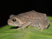 Flat-headed Toad  - Mu Koh Surin NP