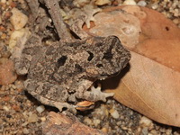 Flat-headed Toad  - Mae Wong NP