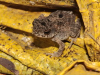 Flat-headed Toad  - Mae Wong NP